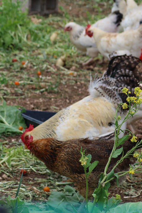 Why We Avoid Corn and Soy