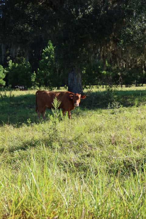 What Grass Changes: Why Pasture Shows Up in Your Milk
